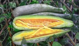 网红劲爆吃瓜图片,劲爆瞬间引爆网络！