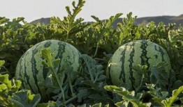 吃瓜陇南网红,揭秘网红背后的故事